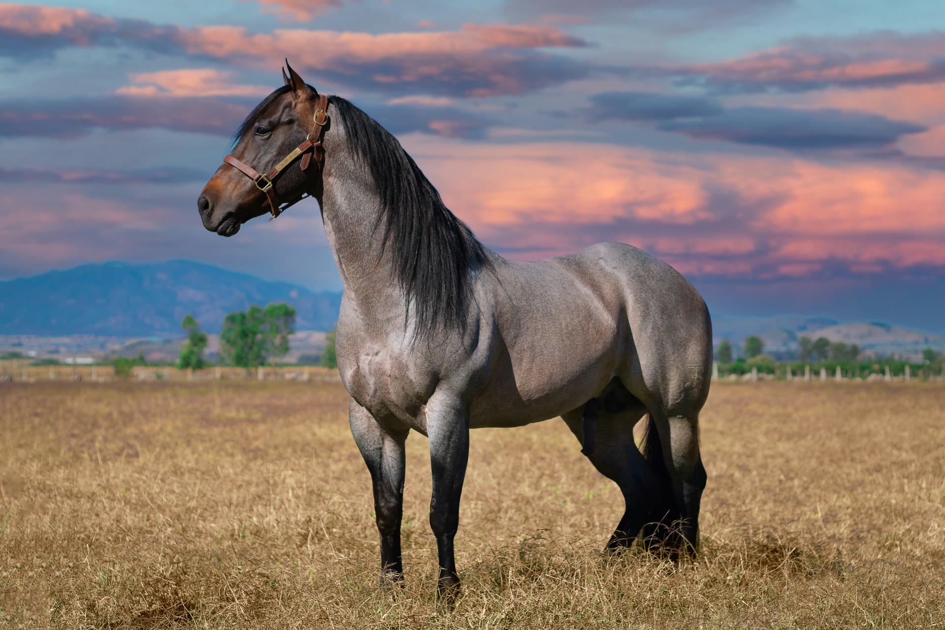 Cavallo roano al pascolo