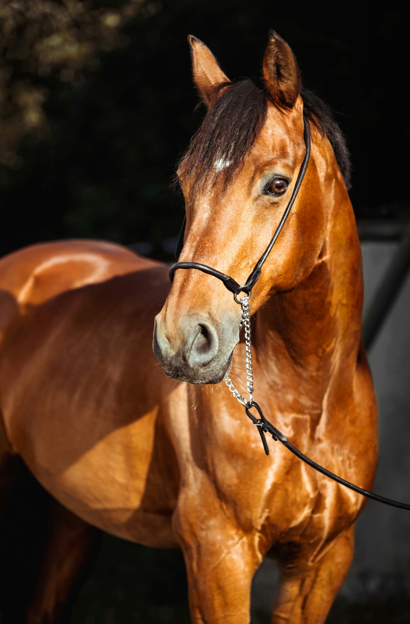 Cavallo baio con capezza