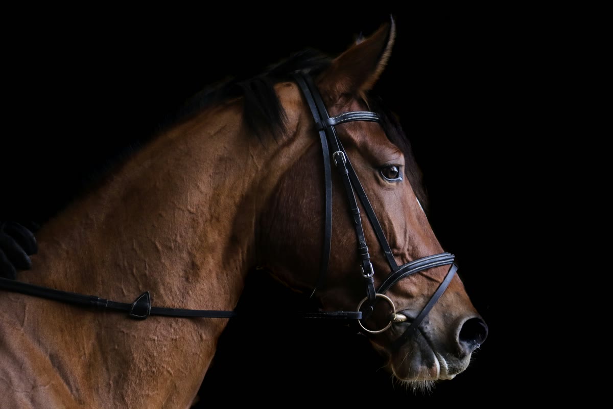 Cavallo baio con briglia